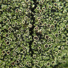 Corticolous on beech, with soredia, Mavora Southland.<br>Photographer: Marley Ford, Date taken: 08/06/2022, Licence: <a target='_blank' href='https://creativecommons.org/licenses/by/4.0'>CC BY</a>. <a class='member-message' href='/nzpcn/why-join-nzpcn/' target='_blank'>Members can view a larger version of this image.</a>