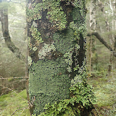 Corticolous on beech, with soredia, Mavora Southland.<br>Photographer: Marley Ford, Date taken: 08/06/2022, Licence: <a target='_blank' href='https://creativecommons.org/licenses/by/4.0'>CC BY</a>. <a class='member-message' href='/nzpcn/why-join-nzpcn/' target='_blank'>Members can view a larger version of this image.</a>