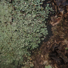Corticolous, Stewart Island.<br>Photographer: Marley Ford, Date taken: 21/03/2022, Licence: <a target='_blank' href='https://creativecommons.org/licenses/by/4.0'>CC BY</a>. <a class='member-message' href='/nzpcn/why-join-nzpcn/' target='_blank'>Members can view a larger version of this image.</a>