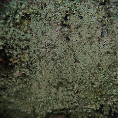 Corticolous, Stewart Island.<br>Photographer: Marley Ford, Date taken: 21/03/2022, Licence: <a target='_blank' href='https://creativecommons.org/licenses/by/4.0'>CC BY</a>. <a class='member-message' href='/nzpcn/why-join-nzpcn/' target='_blank'>Members can view a larger version of this image.</a>
