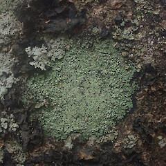 Corticolous, Stewart Island.<br>Photographer: Marley Ford, Date taken: 21/03/2022, Licence: <a target='_blank' href='https://creativecommons.org/licenses/by/4.0'>CC BY</a>. <a class='member-message' href='/nzpcn/why-join-nzpcn/' target='_blank'>Members can view a larger version of this image.</a>