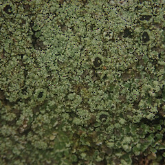 Corticolous, Stewart Island.<br>Photographer: Marley Ford, Date taken: 21/03/2022, Licence: <a target='_blank' href='https://creativecommons.org/licenses/by/4.0'>CC BY</a>. <a class='member-message' href='/nzpcn/why-join-nzpcn/' target='_blank'>Members can view a larger version of this image.</a>