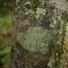 Corticolous, Stewart Island.<br>Photographer: Marley Ford, Date taken: 21/03/2022, Licence: <a target='_blank' href='https://creativecommons.org/licenses/by/4.0'>CC BY</a>. <a class='member-message' href='/nzpcn/why-join-nzpcn/' target='_blank'>Members can view a larger version of this image.</a>