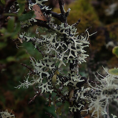 Locally abundant on Coprosma shrub around hut in cloud forest, Waikaremoana, Gisborne.<br>Photographer: Marley Ford, Date taken: 29/04/2022, Licence: <a target='_blank' href='https://creativecommons.org/licenses/by/4.0'>CC BY</a>. <a class='member-message' href='/nzpcn/why-join-nzpcn/' target='_blank'>Members can view a larger version of this image.</a>