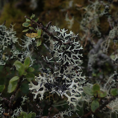 Locally abundant on Coprosma shrub around hut in cloud forest, Waikaremoana, Gisborne.<br>Photographer: Marley Ford, Date taken: 29/04/2022, Licence: <a target='_blank' href='https://creativecommons.org/licenses/by/4.0'>CC BY</a>. <a class='member-message' href='/nzpcn/why-join-nzpcn/' target='_blank'>Members can view a larger version of this image.</a>