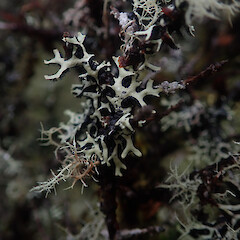 Locally abundant on Coprosma shrub around hut in cloud forest, Waikaremoana, Gisborne.<br>Photographer: Marley Ford, Date taken: 29/04/2022, Licence: <a target='_blank' href='https://creativecommons.org/licenses/by/4.0'>CC BY</a>. <a class='member-message' href='/nzpcn/why-join-nzpcn/' target='_blank'>Members can view a larger version of this image.</a>