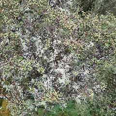Locally abundant on Coprosma shrub around hut in cloud forest, Waikaremoana, Gisborne.<br>Photographer: Marley Ford, Date taken: 29/04/2022, Licence: <a target='_blank' href='https://creativecommons.org/licenses/by/4.0'>CC BY</a>. <a class='member-message' href='/nzpcn/why-join-nzpcn/' target='_blank'>Members can view a larger version of this image.</a>