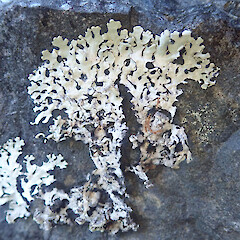 Saxicolous, Hunua Auckland.<br>Photographer: Marley Ford, Date taken: 11/01/2022, Licence: <a target='_blank' href='https://creativecommons.org/licenses/by/4.0'>CC BY</a>. <a class='member-message' href='/nzpcn/why-join-nzpcn/' target='_blank'>Members can view a larger version of this image.</a>