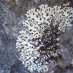 Saxicolous, Hunua Auckland.<br>Photographer: Marley Ford, Date taken: 11/01/2022, Licence: <a target='_blank' href='https://creativecommons.org/licenses/by/4.0'>CC BY</a>. <a class='member-message' href='/nzpcn/why-join-nzpcn/' target='_blank'>Members can view a larger version of this image.</a>