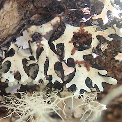 Corticolous, Hunua Auckland.<br>Photographer: Marley Ford, Date taken: 13/01/2022, Licence: <a target='_blank' href='https://creativecommons.org/licenses/by/4.0'>CC BY</a>. <a class='member-message' href='/nzpcn/why-join-nzpcn/' target='_blank'>Members can view a larger version of this image.</a>