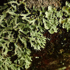Corticolous on beech, Queenstown Otago.<br>Photographer: Marley Ford, Date taken: 20/07/2020, Licence: <a target='_blank' href='https://creativecommons.org/licenses/by/4.0'>CC BY</a>. <a class='member-message' href='/nzpcn/why-join-nzpcn/' target='_blank'>Members can view a larger version of this image.</a>
