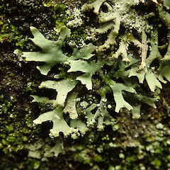 Corticolous on beech, Queenstown Otago.<br>Photographer: Marley Ford, Date taken: 20/07/2020, Licence: <a target='_blank' href='https://creativecommons.org/licenses/by/4.0'>CC BY</a>. <a class='member-message' href='/nzpcn/why-join-nzpcn/' target='_blank'>Members can view a larger version of this image.</a>
