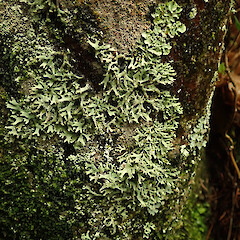 Corticolous on beech, Queenstown Otago.<br>Photographer: Marley Ford, Date taken: 20/07/2020, Licence: <a target='_blank' href='https://creativecommons.org/licenses/by/4.0'>CC BY</a>. <a class='member-message' href='/nzpcn/why-join-nzpcn/' target='_blank'>Members can view a larger version of this image.</a>