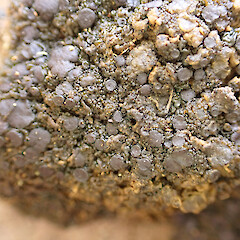 Ramalodium fecundissimum