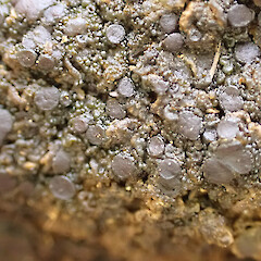 Terricolous, Mavora Southland.<br>Photographer: Marley Ford, Date taken: 13/03/2023, Licence: <a target='_blank' href='https://creativecommons.org/licenses/by/4.0'>CC BY</a>. <a class='member-message' href='/nzpcn/why-join-nzpcn/' target='_blank'>Members can view a larger version of this image.</a>