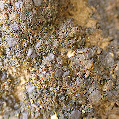 Terricolous, Mavora Southland.<br>Photographer: Marley Ford, Date taken: 13/03/2023, Licence: <a target='_blank' href='https://creativecommons.org/licenses/by/4.0'>CC BY</a>. <a class='member-message' href='/nzpcn/why-join-nzpcn/' target='_blank'>Members can view a larger version of this image.</a>