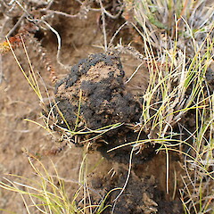 Terricolous, Mavora Southland.<br>Photographer: Marley Ford, Date taken: 13/03/2023, Licence: <a target='_blank' href='https://creativecommons.org/licenses/by/4.0'>CC BY</a>. <a class='member-message' href='/nzpcn/why-join-nzpcn/' target='_blank'>Members can view a larger version of this image.</a>