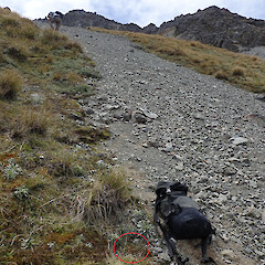 Craigieburn skifield, Canterbury.<br>Photographer: Melissa Hutchison, Date taken: 09/12/2023, Licence: <a target='_blank' href='https://creativecommons.org/licenses/by-nc/4.0'>CC BY-NC</a>. <a class='member-message' href='/nzpcn/why-join-nzpcn/' target='_blank'>Members can view a larger version of this image.</a>