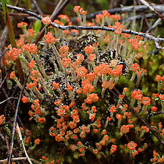 Cladonia floerkeana