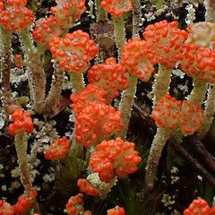 Locally abundant in mānuka gumland lichen heaths with Campylopus, Ahipara Far North.<br>Photographer: Marley Ford, Date taken: 27/10/2023, Licence: <a target='_blank' href='https://creativecommons.org/licenses/by/4.0'>CC BY</a>. <a class='member-message' href='/nzpcn/why-join-nzpcn/' target='_blank'>Members can view a larger version of this image.</a>