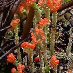 Locally abundant in mānuka gumland lichen heaths with Campylopus, Ahipara Far North.<br>Photographer: Marley Ford, Date taken: 27/10/2023, Licence: <a target='_blank' href='https://creativecommons.org/licenses/by/4.0'>CC BY</a>. <a class='member-message' href='/nzpcn/why-join-nzpcn/' target='_blank'>Members can view a larger version of this image.</a>