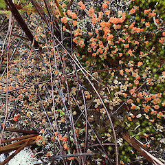 Locally abundant in mānuka gumland lichen heaths with Campylopus, Ahipara Far North.<br>Photographer: Marley Ford, Date taken: 27/10/2023, Licence: <a target='_blank' href='https://creativecommons.org/licenses/by/4.0'>CC BY</a>. <a class='member-message' href='/nzpcn/why-join-nzpcn/' target='_blank'>Members can view a larger version of this image.</a>