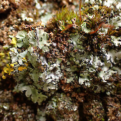 Local, saxicolous on limestone boulders, Castle Hill Canterbury.<br>Photographer: Marley Ford, Date taken: 29/11/2023, Licence: <a target='_blank' href='https://creativecommons.org/licenses/by/4.0'>CC BY</a>. <a class='member-message' href='/nzpcn/why-join-nzpcn/' target='_blank'>Members can view a larger version of this image.</a>