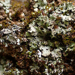 Phaeophyscia adiastola