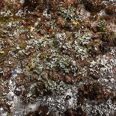 Local, saxicolous on limestone boulders, Castle Hill Canterbury.<br>Photographer: Marley Ford, Date taken: 29/11/2023, Licence: <a target='_blank' href='https://creativecommons.org/licenses/by/4.0'>CC BY</a>. <a class='member-message' href='/nzpcn/why-join-nzpcn/' target='_blank'>Members can view a larger version of this image.</a>