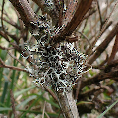Rare, corticolous on exposed basalt outcrop, Burns Park Dunedin.<br>Photographer: Marley Ford, Date taken: 14/10/2023, Licence: <a target='_blank' href='https://creativecommons.org/licenses/by/4.0'>CC BY</a>. <a class='member-message' href='/nzpcn/why-join-nzpcn/' target='_blank'>Members can view a larger version of this image.</a>