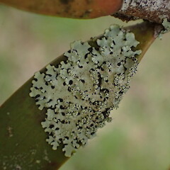 Foliicolous on kauri leaf, Peria Far North.<br>Photographer: Marley Ford, Licence: <a target='_blank' href='https://creativecommons.org/licenses/by/4.0'>CC BY</a>. <a class='member-message' href='/nzpcn/why-join-nzpcn/' target='_blank'>Members can view a larger version of this image.</a>