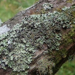 Corticolous on Pinus radiata, Dome Valley Auckland.<br>Photographer: Marley Ford, Date taken: 22/02/2022, Licence: <a target='_blank' href='https://creativecommons.org/licenses/by/4.0'>CC BY</a>. <a class='member-message' href='/nzpcn/why-join-nzpcn/' target='_blank'>Members can view a larger version of this image.</a>