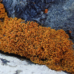 Teloschistes fasciculatus