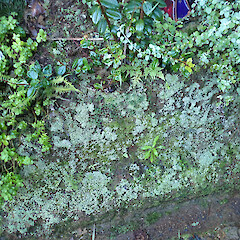Locally abundant terricolous lichen on cut dirt bank, Kerikeri Far North.<br>Photographer: Marley Ford, Date taken: 03/06/2023, Licence: <a target='_blank' href='https://creativecommons.org/licenses/by/4.0'>CC BY</a>. <a class='member-message' href='/nzpcn/why-join-nzpcn/' target='_blank'>Members can view a larger version of this image.</a>