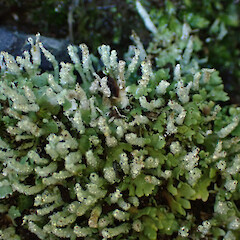 Locally abundant terricolous lichen on cut dirt bank, Kerikeri Far North.<br>Photographer: Marley Ford, Date taken: 03/06/2023, Licence: <a target='_blank' href='https://creativecommons.org/licenses/by/4.0'>CC BY</a>. <a class='member-message' href='/nzpcn/why-join-nzpcn/' target='_blank'>Members can view a larger version of this image.</a>