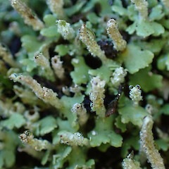 Locally abundant terricolous lichen on cut dirt bank, Kerikeri Far North.<br>Photographer: Marley Ford, Date taken: 03/06/2023, Licence: <a target='_blank' href='https://creativecommons.org/licenses/by/4.0'>CC BY</a>. <a class='member-message' href='/nzpcn/why-join-nzpcn/' target='_blank'>Members can view a larger version of this image.</a>