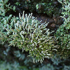 Locally abundant terricolous lichen on cut dirt bank, Kerikeri Far North.<br>Photographer: Marley Ford, Date taken: 03/06/2023, Licence: <a target='_blank' href='https://creativecommons.org/licenses/by/4.0'>CC BY</a>. <a class='member-message' href='/nzpcn/why-join-nzpcn/' target='_blank'>Members can view a larger version of this image.</a>