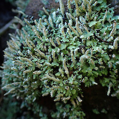 Cladonia praetermissa