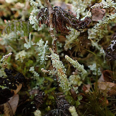 Cladonia weymouthii