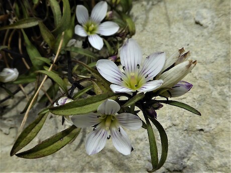 Manuhune gentian was passionately campaigned for and a strong contender for the 2023 favourite plant vote. Photo: Hermann Frank