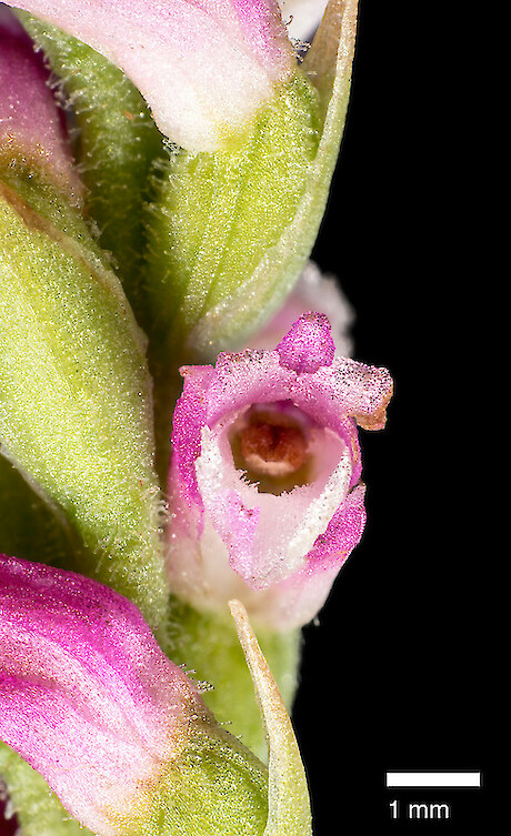 Lady&rsquo;s tresses orchid (Spiranthese australis) steamed into 7th place out of nowhere in the last days of the vote. Photo: Jeremy Rolfe