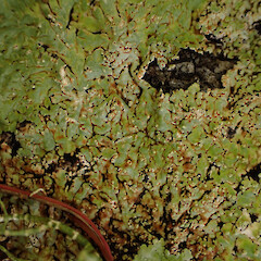 Local on coastal boulders under pōhutukawa above high tide line, Bream Head Whangārei.<br>Photographer: Marley Ford, Date taken: 27/12/2023, Licence: <a target='_blank' href='https://creativecommons.org/licenses/by/4.0'>CC BY</a>. <a class='member-message' href='/nzpcn/why-join-nzpcn/' target='_blank'>Members can view a larger version of this image.</a>