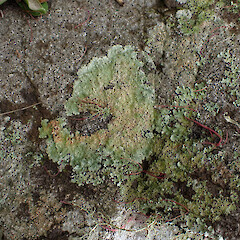 Local on coastal boulders under pōhutukawa above high tide line, Bream Head Whangārei.<br>Photographer: Marley Ford, Date taken: 27/12/2023, Licence: <a target='_blank' href='https://creativecommons.org/licenses/by/4.0'>CC BY</a>. <a class='member-message' href='/nzpcn/why-join-nzpcn/' target='_blank'>Members can view a larger version of this image.</a>