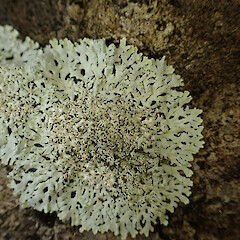 Saxicolous, Peria Far North.<br>Photographer: Marley Ford, Date taken: 04/06/2023, Licence: <a target='_blank' href='https://creativecommons.org/licenses/by/4.0'>CC BY</a>. <a class='member-message' href='/nzpcn/why-join-nzpcn/' target='_blank'>Members can view a larger version of this image.</a>