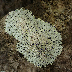 Heterodermia isidiophora