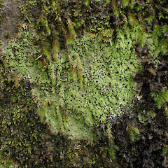 Corticolous in coastal broadleaf forest, Bream Head Whangārei.<br>Photographer: Marley Ford, Date taken: 27/12/2023, Licence: <a target='_blank' href='https://creativecommons.org/licenses/by/4.0'>CC BY</a>. <a class='member-message' href='/nzpcn/why-join-nzpcn/' target='_blank'>Members can view a larger version of this image.</a>
