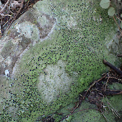 Common saxicolous lichen on basalt boulders and low tree trunks, Dargaville Northland.<br>Photographer: Marley Ford, Date taken: 16/05/2023, Licence: <a target='_blank' href='https://creativecommons.org/licenses/by/4.0'>CC BY</a>. <a class='member-message' href='/nzpcn/why-join-nzpcn/' target='_blank'>Members can view a larger version of this image.</a>
