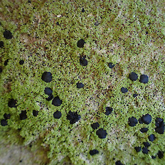 Common saxicolous lichen on basalt boulders and low tree trunks, Dargaville Northland.<br>Photographer: Marley Ford, Date taken: 16/05/2023, Licence: <a target='_blank' href='https://creativecommons.org/licenses/by/4.0'>CC BY</a>. <a class='member-message' href='/nzpcn/why-join-nzpcn/' target='_blank'>Members can view a larger version of this image.</a>