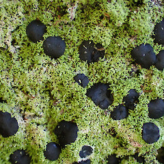 Common saxicolous lichen on basalt boulders and low tree trunks, Dargaville Northland.<br>Photographer: Marley Ford, Date taken: 16/05/2023, Licence: <a target='_blank' href='https://creativecommons.org/licenses/by/4.0'>CC BY</a>. <a class='member-message' href='/nzpcn/why-join-nzpcn/' target='_blank'>Members can view a larger version of this image.</a>