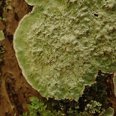Corticolous on karaka, Hokianga Far North.<br>Photographer: Marley Ford, Date taken: 02/05/2020, Licence: <a target='_blank' href='https://creativecommons.org/licenses/by/4.0'>CC BY</a>. <a class='member-message' href='/nzpcn/why-join-nzpcn/' target='_blank'>Members can view a larger version of this image.</a>
